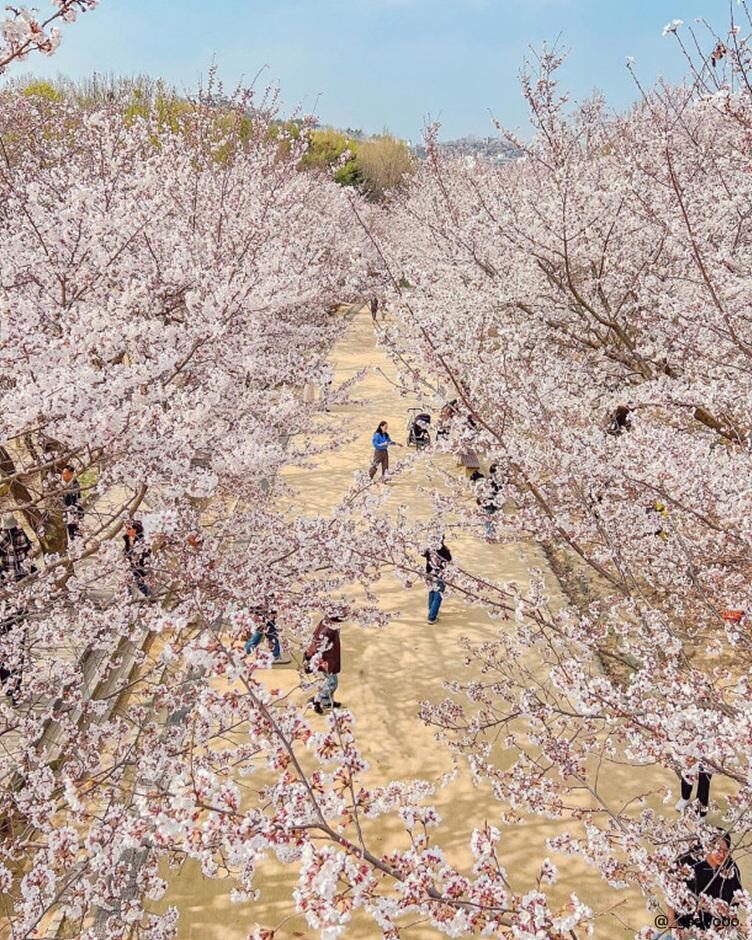 성수 서울숲 벚꽃
