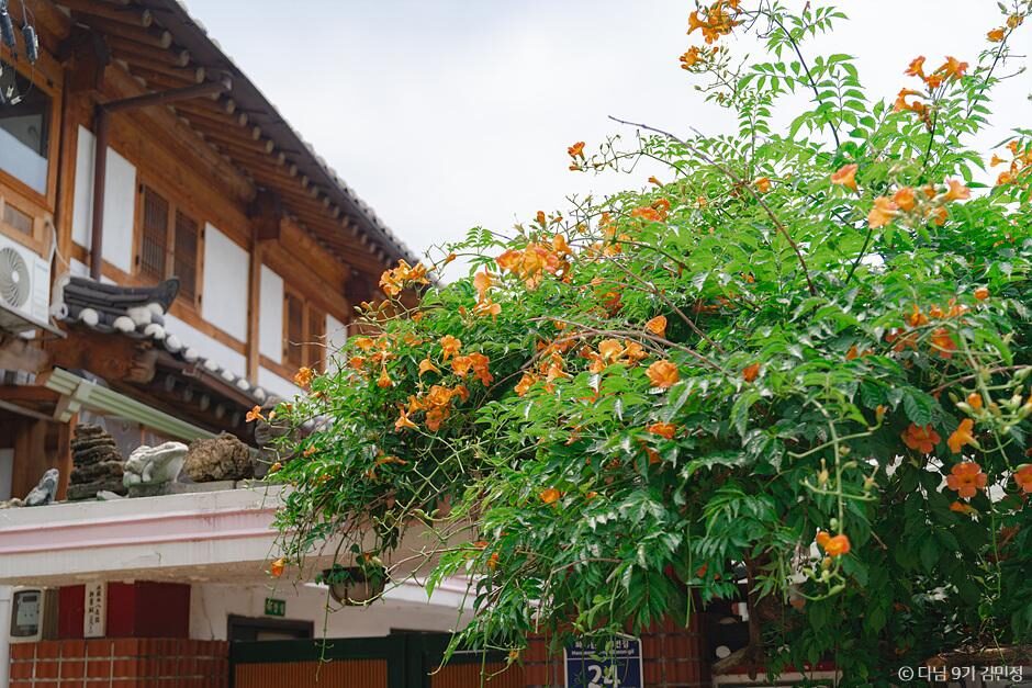 韓國夏季賞花景點 行宮洞