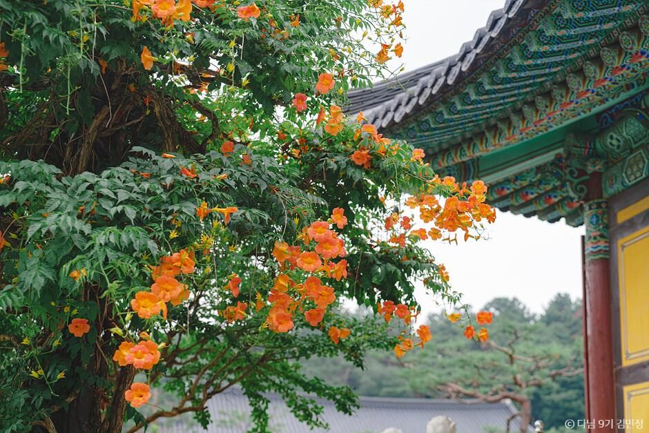 서울 능소화 명소